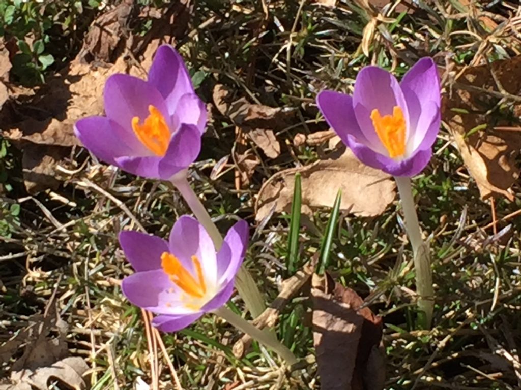 Barr's Purple Crocus