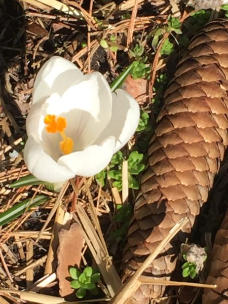 White Crocus with Pinecone