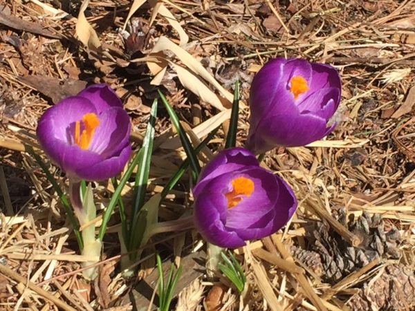 Purple Crocuses