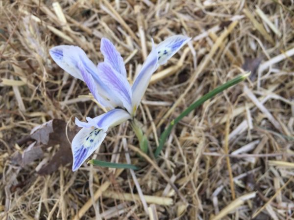 Rock Iris - "Painted Lady"