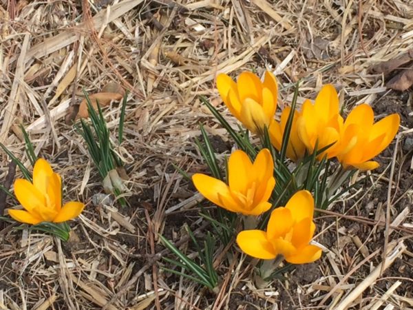 Gold Crocuses