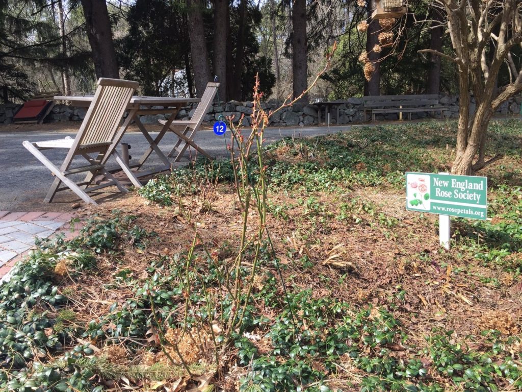 New England Rose Society ~ Sponsors Many Roses in our Garden!