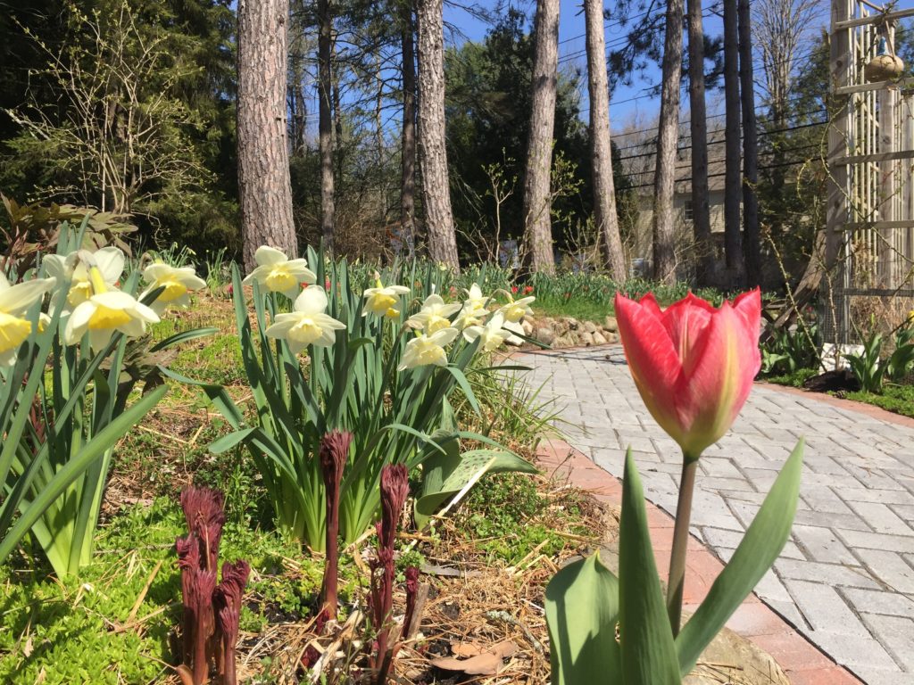 75 Daff Varieties, 40 Tulip Varieties at our Wheelchair-Accessible Bulb Parade