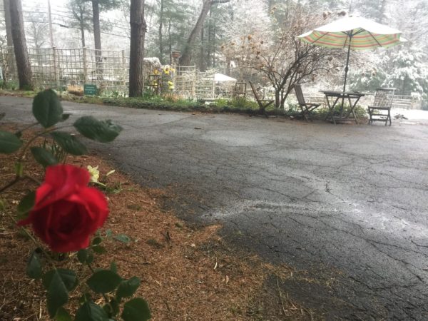 Donated Rose 'Blaze Improved' Awaits Planting during April Snow Showers, Sat. April 18