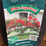 Donated Rose: Blaze Improved