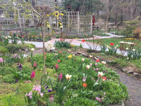 Hundred of Tulips Blooming Now: Mid-Spring