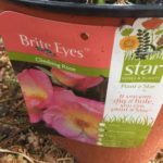 Donated Rose: Bright Eyes