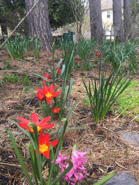 Color Pop! Tulip 'Scarlet Baby' with Hyacinth 'Jan Bos'