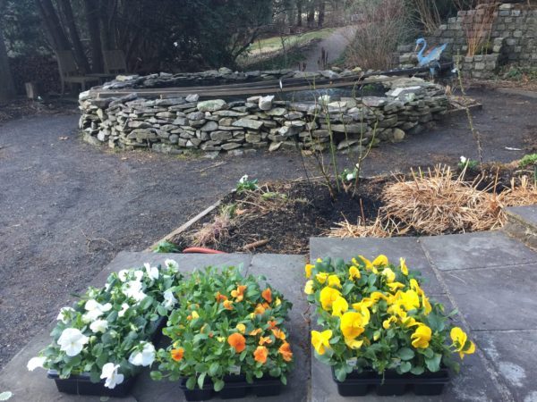 It's Almost Pansies Season