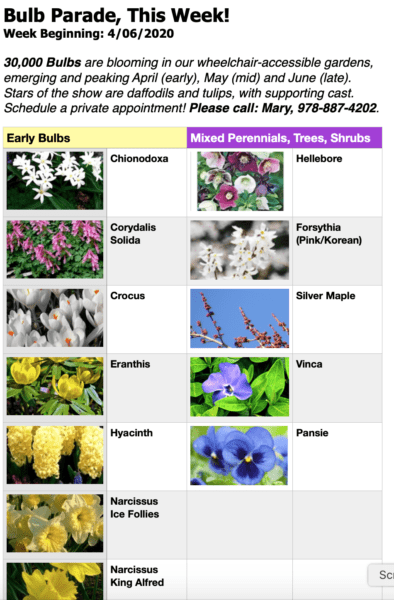Bulb Parade, This Week Beginning 040620, Photo List Image