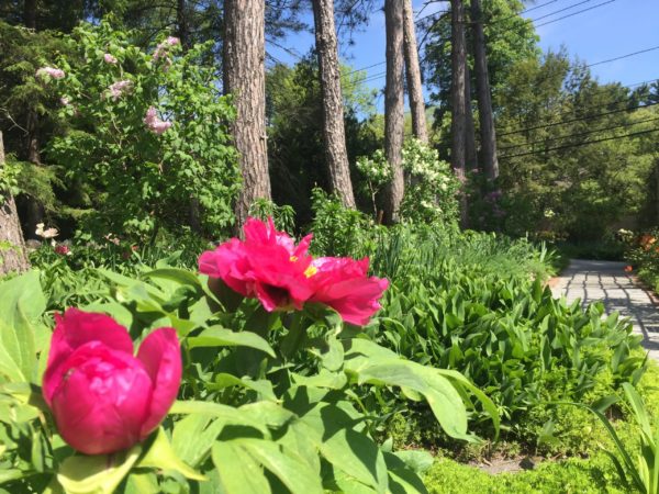 Tree Peony: Fuchsia
