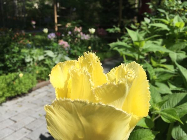 Yellow Fringe Tulip