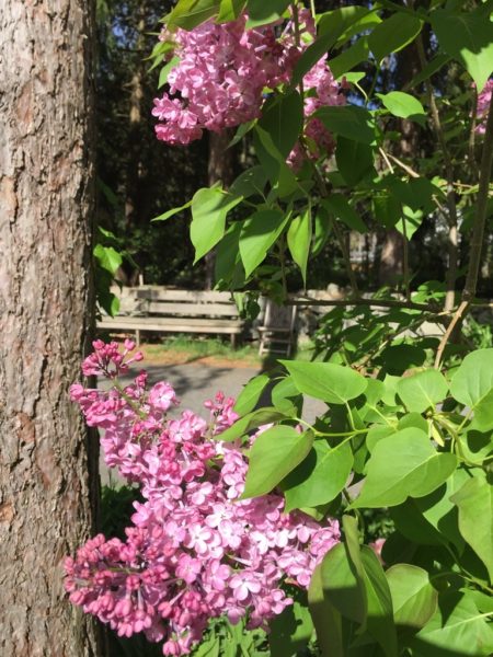 Sit Near the Lilacs!