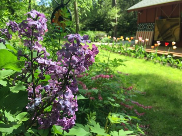 Declaration Lilac at the Caretaker's Cottage