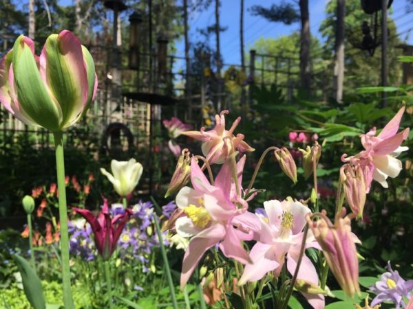 Green Tulip Mix