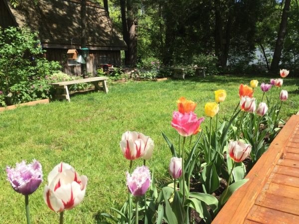 Rembrandt & Fringe Tulips at the Caretaker's Cottage