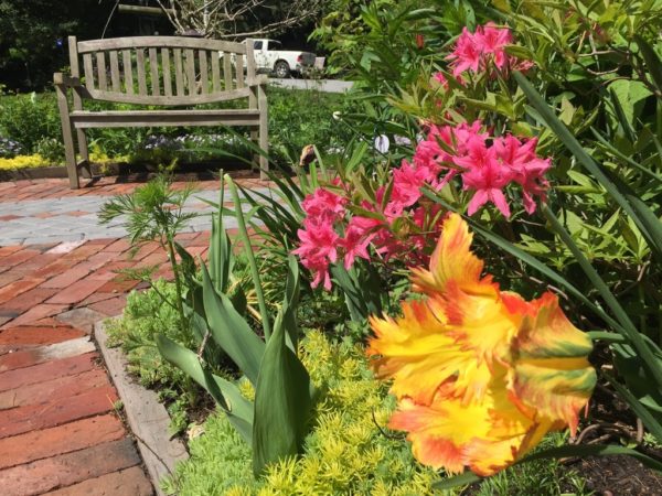Yellow Parrot Tulip