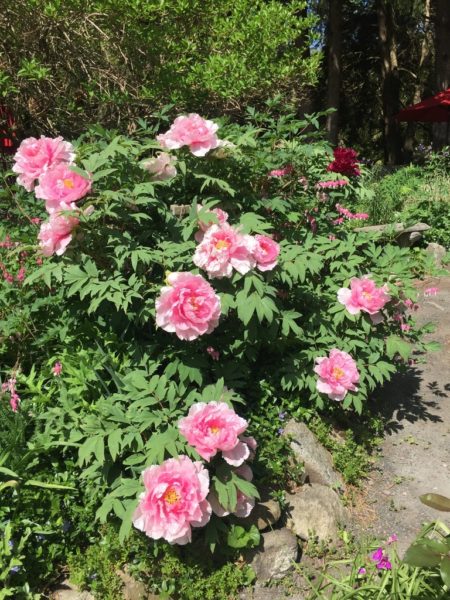 Pink Tree Peony