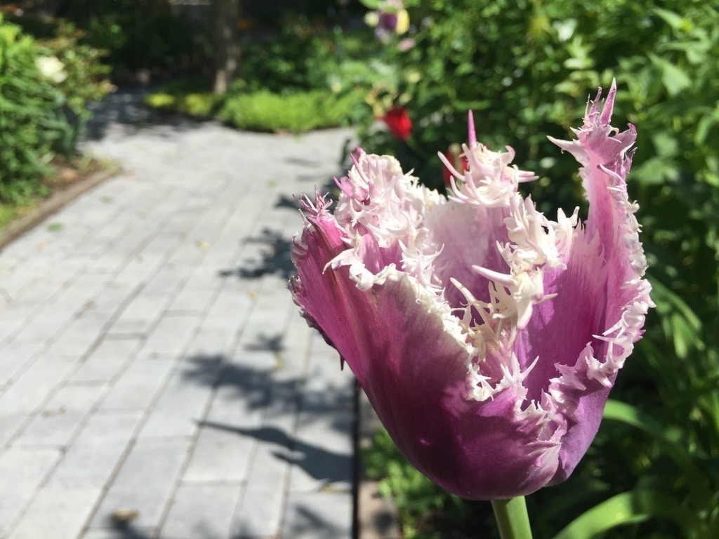 Purple Fringe Tulip