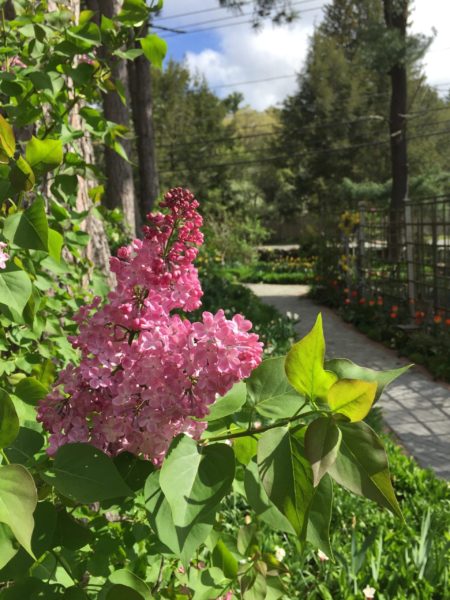 Stroll Near the Lilacs!