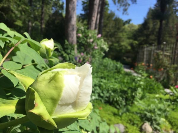 White Tree Peony