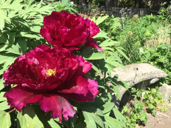 Burgundy Tree Peony