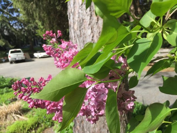 Park Near the Lilacs!