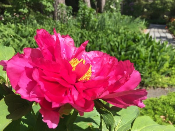 Tree Peony: Fuchsia