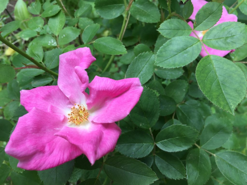 'Nearly Wild' Rose is First to Bloom!