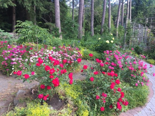 Our Knockout Roses, #16-20, of our 100 Wheelchair-Accessible Roses!