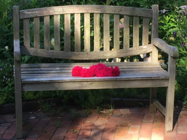 Thomas A. Becket Roses (7) is 90 of 100 Wheelchair-Accessible Roses!