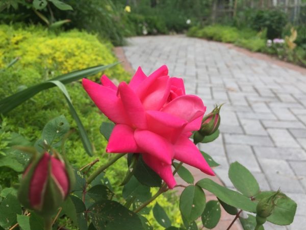 Wheelchair-Accessible! Knockout Red Rose