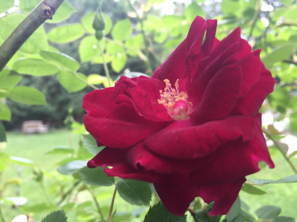 Climbing Night Owl Rose