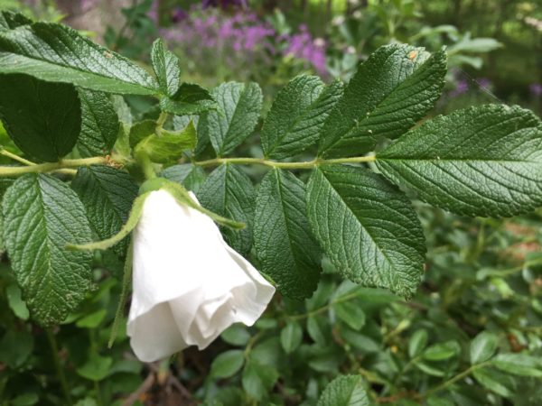 'Blanc Double de Coubert' Rose is 2nd to Bloom!