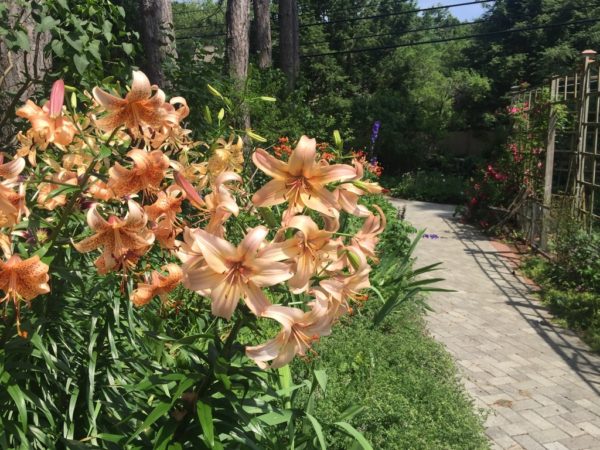 Wheelchair-Accessible Asiatic Naturalizing Lilies