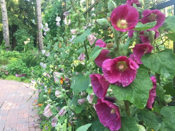 Hollyhocks at the Kitchen Garden Entrance