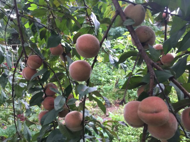 Peaches are Ripe for Picking