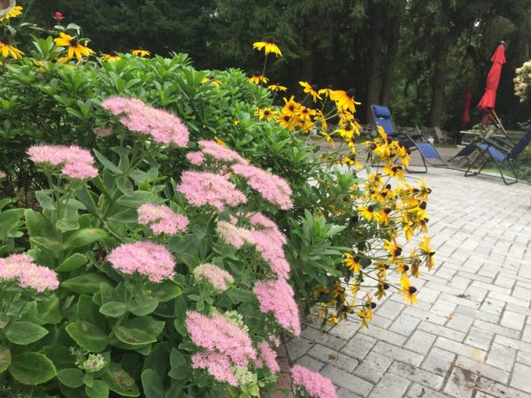 Wheelchair-Accessible Koi Pond Area, Sedum Blooms