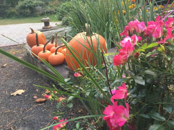 Roses & Pumpkins Await Paint Pens, Googly Eyes, Felt & Pipe Cleaner Accents
