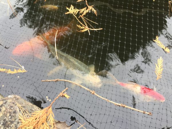 Koi Mirror Fall Colors