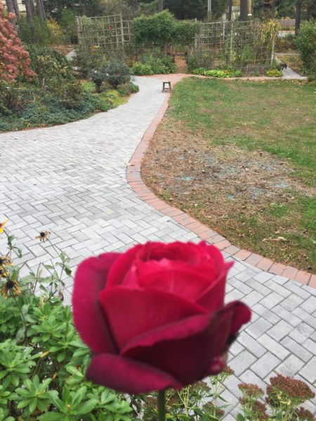 "Mister Lincoln" Long-Stem Red Rose, overlooking Cut Flowers, Roses & Kitchen Garden