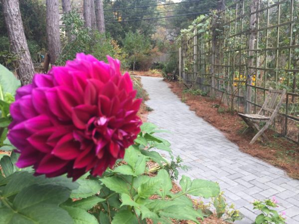 Dahlias Delight, at Cut Flowers
