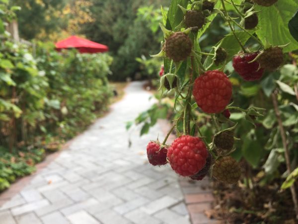 Wheelchair-Accessible Raspberry Patch Producing in Oct-Nov!