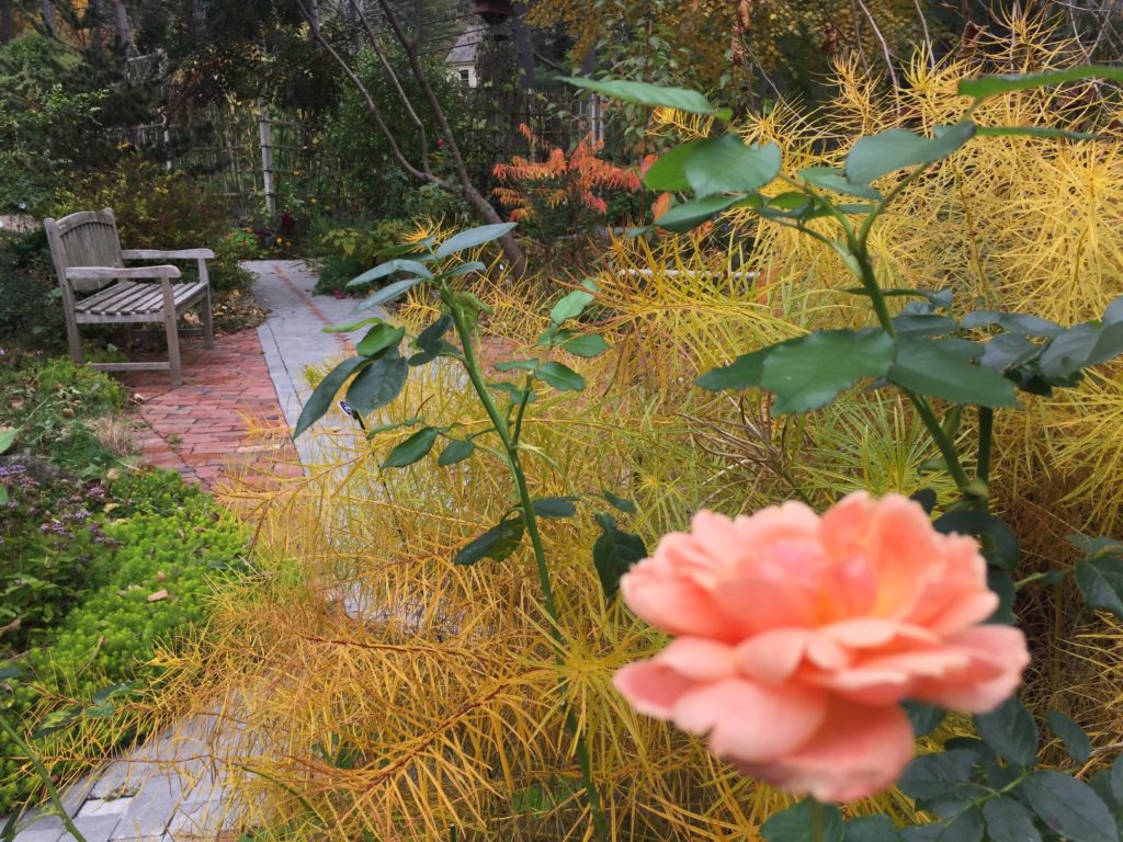 "At Last" Rose, Shines at Ornamental Tree & Shrubs