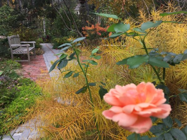"At Last" Rose, Shines at Ornamental Tree & Shrubs