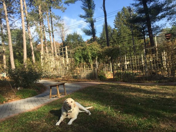 Miss Honey Rests Near Accessible Trail