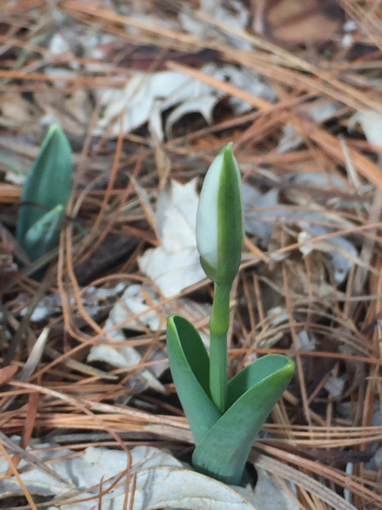 Snowdrop Flower Bud, Orchard Ave., Station 9