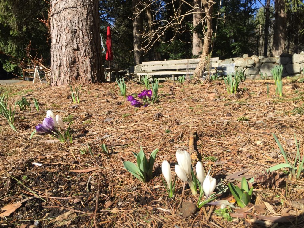 Crocus Blooming in Cut Flower Garden