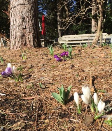 Crocus Blooming in Cut Flower Garden