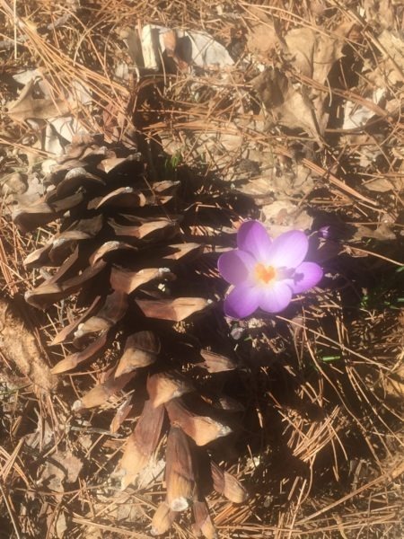 First Crocus, Orchard Ave.